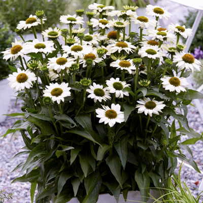 Gardeners Dream Echinacea Sunseekers WhiteConeflowerWhite BloomsFull SunCompact Size (20-30Cm Height Including Pot) from B&Q