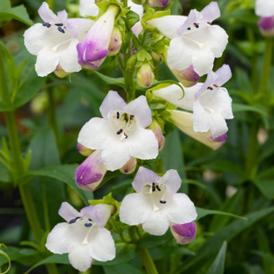 Gardeners Dream Penstemon Harlequin Lilac Garden PlantLilac BloomsCompact Size (20-30Cm Height Including Pot) from B&Q