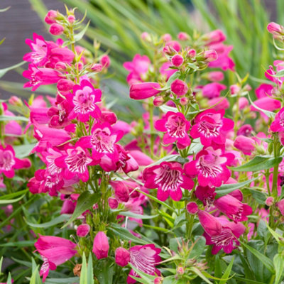 Gardeners Dream Penstemon Harlequin Magenta Garden PlantMagenta BloomsCompact Size (20-30Cm Height Including Pot) from B&Q