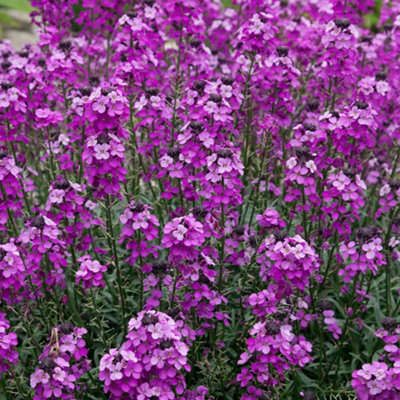 Gardeners Dream Erysimum Bowles MauveWallflowerPurple BloomsCompact Size (20-30Cm Height Including Pot) from B&Q