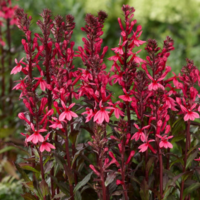 Gardeners Dream Lobelia Rose PrincessVibrant Pink BloomsPerennial PlantCompact Size (20-30Cm Height Including Pot) from B&Q