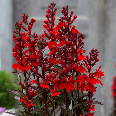 Gardeners Dream Lobelia Scarlett PrincessRich Deep Red BloomsCompact Size (20-30Cm Height Including Pot) from B&Q