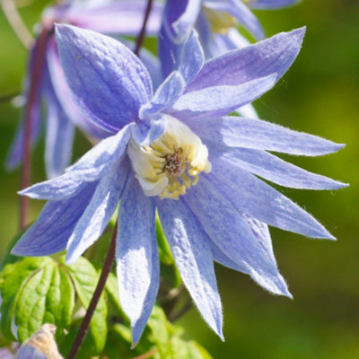 B&Q -  Clematis AlpinaDelicate Light Purple FlowersClimbing VineMorning Sun (20-30Cm Height Including Pot)