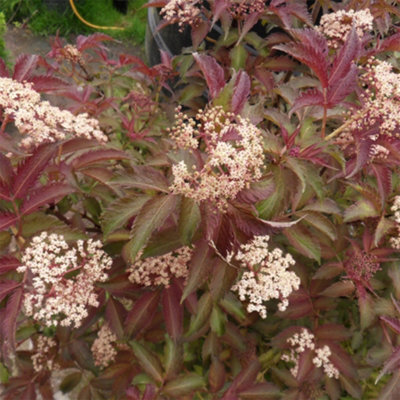 Gardeners Dream Sambucus Serenade (9Cm) from B&Q