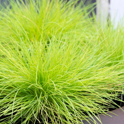 B&Q -  Festuca AmigoldVibrant FoliageBlue FescueOrnamental Grass Plant (20-30Cm Height Including Pot)