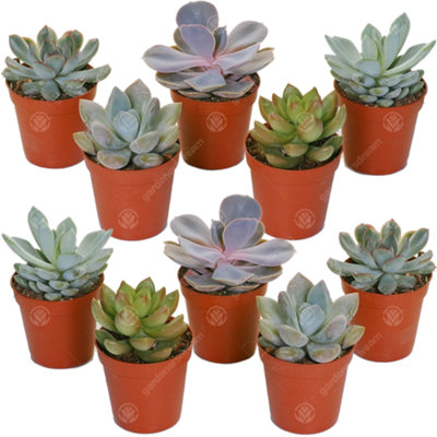 Gardeners Dream Echeveria MixA Collection Of 10 Diverse SucculentsIdeal For Creating Vibrant Displays (5-10Cm) from B&Q