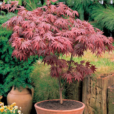 Gardeners Dream Acer Atropurpureum PlantRed-Purple FoliageCompact SizeHardy (20-40Cm Height Including Pot) from B&Q