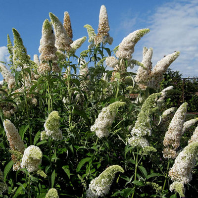 Gardeners Dream Buddleia White Profusion Garden PlantAbundant White BloomsAttracts Butterflies (15-30Cm Height Including Pot) from B&Q