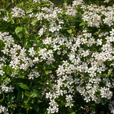 Gardeners Dream Choisya Ternata Mexican Orange Blossom Evergreen Garden Shrub Hardy Plant In Pot9Cm Pot (15-25Cm) from B&Q