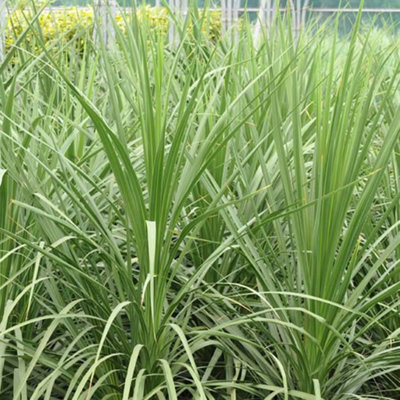 B&Q -  Cordyline Australis Garden PlantStriking FoliageArchitectural Beauty (15-30Cm Height Including Pot)