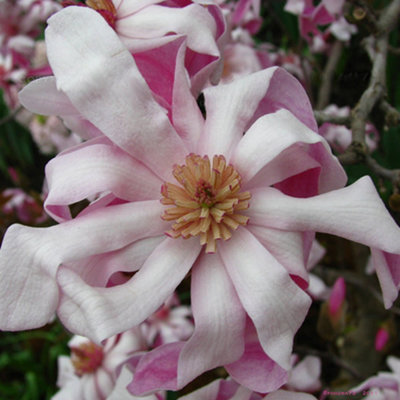 Gardeners Dream Magnolia Rosea Garden PlantDelicate Pink FlowersCompact SizeHardy (15-30Cm Height Including Pot) from B&Q