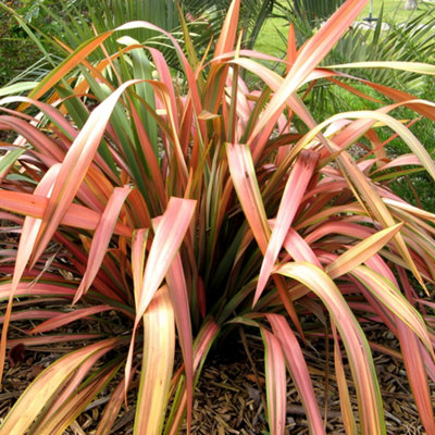 Gardeners Dream Phormium Flamingo Garden PlantStriking Pink And Purple FoliageCompact SizeHardy (15-30Cm Height Including Pot) from B&Q