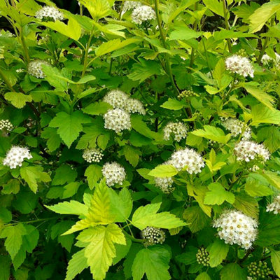 B&Q -  Physocarpus Darts Gold Garden PlantStriking Gold FoliageCompact SizeHardy (15-30Cm Height Including Pot)