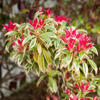 Gardeners Dream Pieris Japonica Flaming Silver Evergreen Flowering Garden Shrub Plant In Pot9Cm Pot (15-25Cm) from B&Q