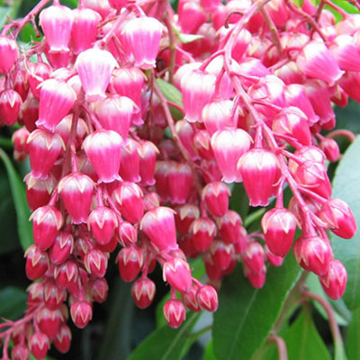 Gardeners Dream Pieris Valley Valentine Evergreen ShrubLush Green FoliageStunning Pink Flowers (15-30Cm Height Including Pot) from B&Q