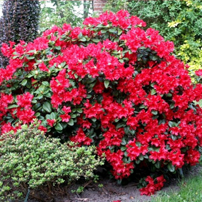 Gardeners Dream Rhododendron Scarlet Wonder Garden PlantScarlet Red BloomsCompact SizeHardy (15-30Cm Height Including Pot) from B&Q