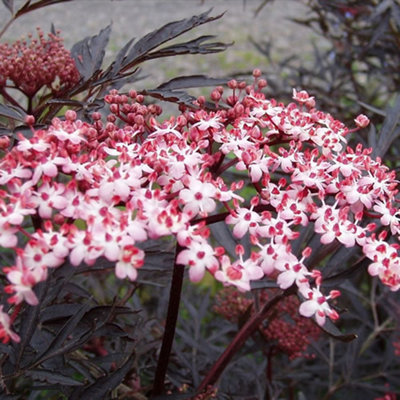 B&Q -  Sambucus Black Lace ElderberryDeep Purple FoliageDeciduous (15-30Cm Height Including Pot)