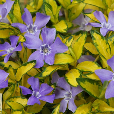 Gardeners Dream Vinca Illumination PlantVibrant BloomsCompact SizeLow Maintenance (20-30Cm Height Including Pot) from B&Q