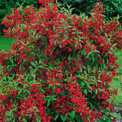 Gardeners Dream Weigela Red Prince Garden PlantScarlet Red BloomsCompact Size (15-30Cm Height Including Pot) from B&Q
