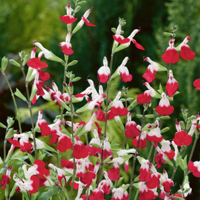 Gardeners Dream Salvia Hot Lips (9Cm) from B&Q