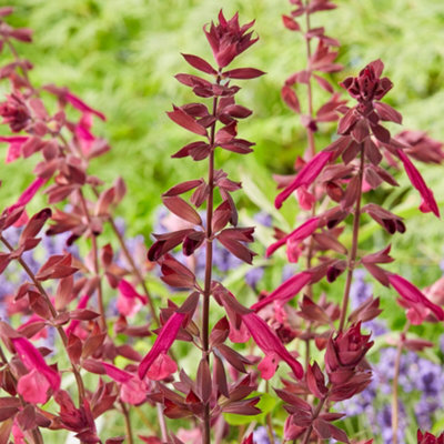  - Gardeners Dream Salvia Love & Wishes (9Cm)