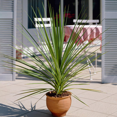 Gardeners Dream Cordyline Atlantic GreenEvergreen FoliageWhite FlowersLow MaintenanceHardy (25-35Cm Height Including Pot) from B&Q