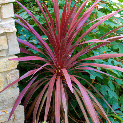 Gardeners Dream Red Cordyline Torbay - Striking Foliage, Evergreen, Hardy (25-35Cm Height Including Pot)