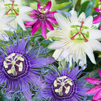  - Gardeners Dream Passiflora Mix (Pack Of 39Cm)