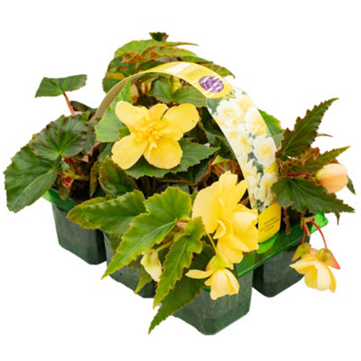 Gardeners Dream Begonia Trailing Lemon Basket Plants: Refreshing BrightnessTrailing Blooms6 Pack Sunshine (Ideal For Baskets) from B&Q