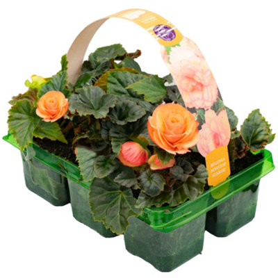 Gardeners Dream Begonia Non-Stop Sunrise Basket Plants: Vibrant Warm HuesContinuous Blooms6 Pack Radiance (Ideal For Baskets) from B&Q