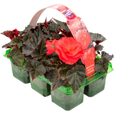 Gardeners Dream Begonia Mocca Cherry Basket Plants: Rich Cherry Blooms6 Pack Contrast (Ideal For Baskets) from B&Q