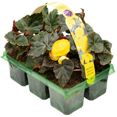Gardeners Dream Begonia Mocca Yellow Basket Plants: Cheerful RadianceDark Foliage6 Pack Sunshine (Ideal For Baskets) from B&Q