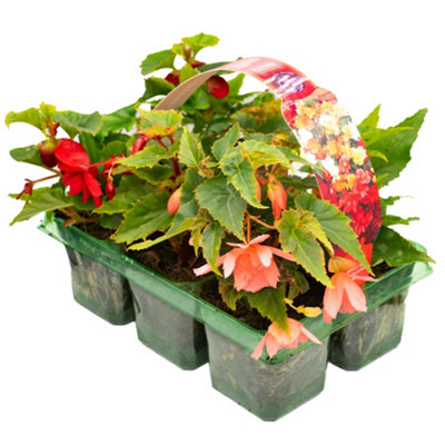 Gardeners Dream Begonia Trailing Mixed Basket Plants: Vibrant DiversityTrailing Blooms6 Pack Splendor (Ideal For Baskets) from B&Q