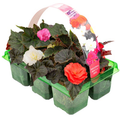 Gardeners Dream Begonia Mocca Mixed Basket Plants: Vibrant MixDark Foliage6 Pack Variety (Ideal For Baskets) from B&Q