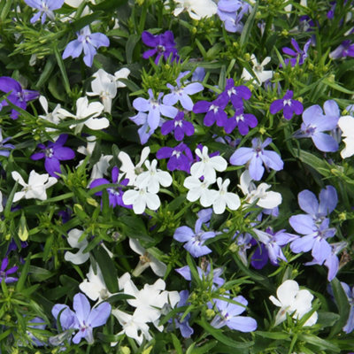 B&Q -  Basket PlantsTrio Blue FashionTrio Of Stylish Blue BloomsIdeal For Hanging Baskets (13Cm)