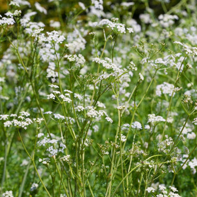 Gardeners Dream Caraway Herb PlantVersatile Herb For Baking And CookingCompactEasy To Grow (5-15Cm Height Including Pot) from B&Q