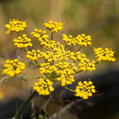 Gardeners Dream Fennel Bronze Herb PlantCompact GrowthStriking Bronze Foliage (5-15Cm Height Including Pot) from B&Q