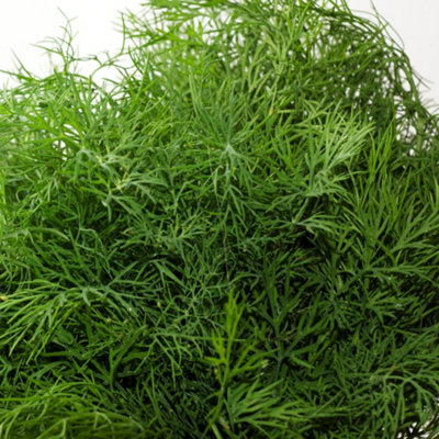 Gardeners Dream Fennel Green Herb PlantAromatic HerbCompact Growth (5-15Cm Height Including Pot) from B&Q