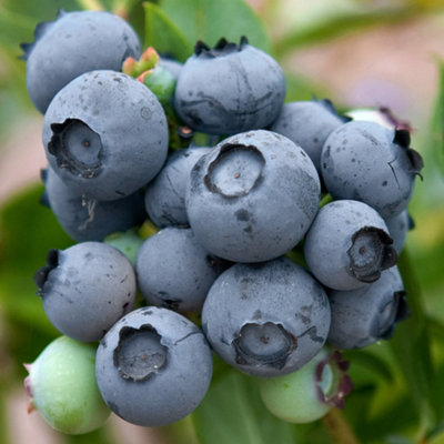 B&Q -  Blueberry DukeHigh-YieldLarge BerriesCold-Hardy (20-30Cm Height Including Pot)