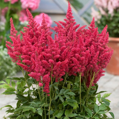 Gardeners Dream Astilbe Short N Sweet FireberryAstilbePerennial Plant (10-20Cm Height Including Pot) from B&Q