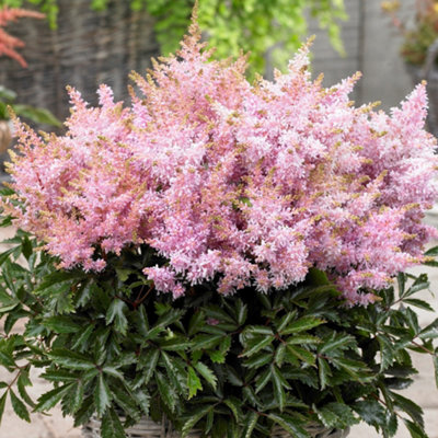 Gardeners Dream Astilbe Short N Sweet SugarberryAstilbePerennial Plant (10-20Cm Height Including Pot) from B&Q