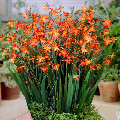 Gardeners Dream Crocosmia Carmine BrilliantBrilliant Orange BloomsSunCompact Size (15-30Cm Height Including Pot) from B&Q
