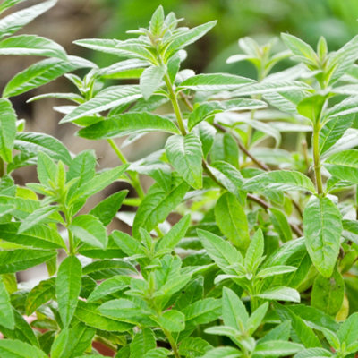 Gardeners Dream Lemon Verbena Herb PlantCitrus ScentAromatic FoliageVersatile (5-15Cm Height Including Pot) from B&Q