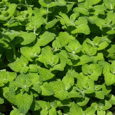 Gardeners Dream Peppermint Herb PlantAromatic LeavesRefreshing Minty Flavour (5-15Cm Height Including Pot) from B&Q