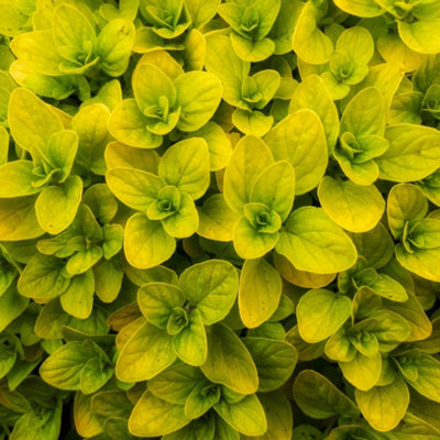 Gardeners Dream Oregano Golden Herb PlantPerennialEasy To GrowVersatile For CookingLow Maintenance (5-15Cm Height Including Pot) from B&Q