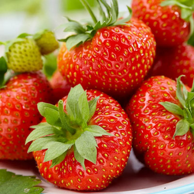 Gardeners Dream Strawberry KoronaOutdoor Fruit Plants For GardensPotsContainers (9Cm Pots5 Pack) from B&Q