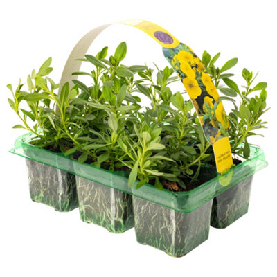 Gardeners Dream Calibrachoa Deep Yellow Basket Plants: Sunny VibranceContinuous Cheer6 Pack Brightness (Ideal For Baskets) from B&Q