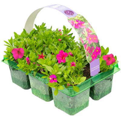 Gardeners Dream Calibrachoa Rose With Eye Basket Plants: Captivating BloomsMesmerizing Display6 Pack Enchantment (Ideal For Baskets) from B&Q