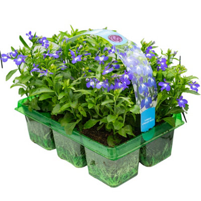 Gardeners Dream Lobelia Bush Blue Basket Plants: Vibrant HuesRefreshing Splash6 Pack Vitality (Ideal For Baskets) from B&Q