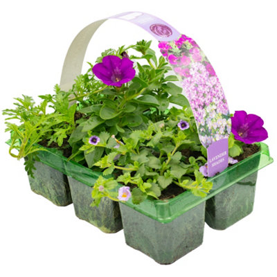 Gardeners Dream Lavender Shades Basket Plants: Serene BeautySoothing Fragrance6 Pack Tranquility (Ideal For Baskets) from B&Q